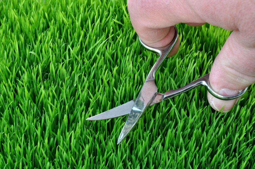 Scissors cutting grass