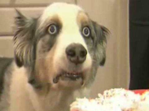 Thousand yard stare dog